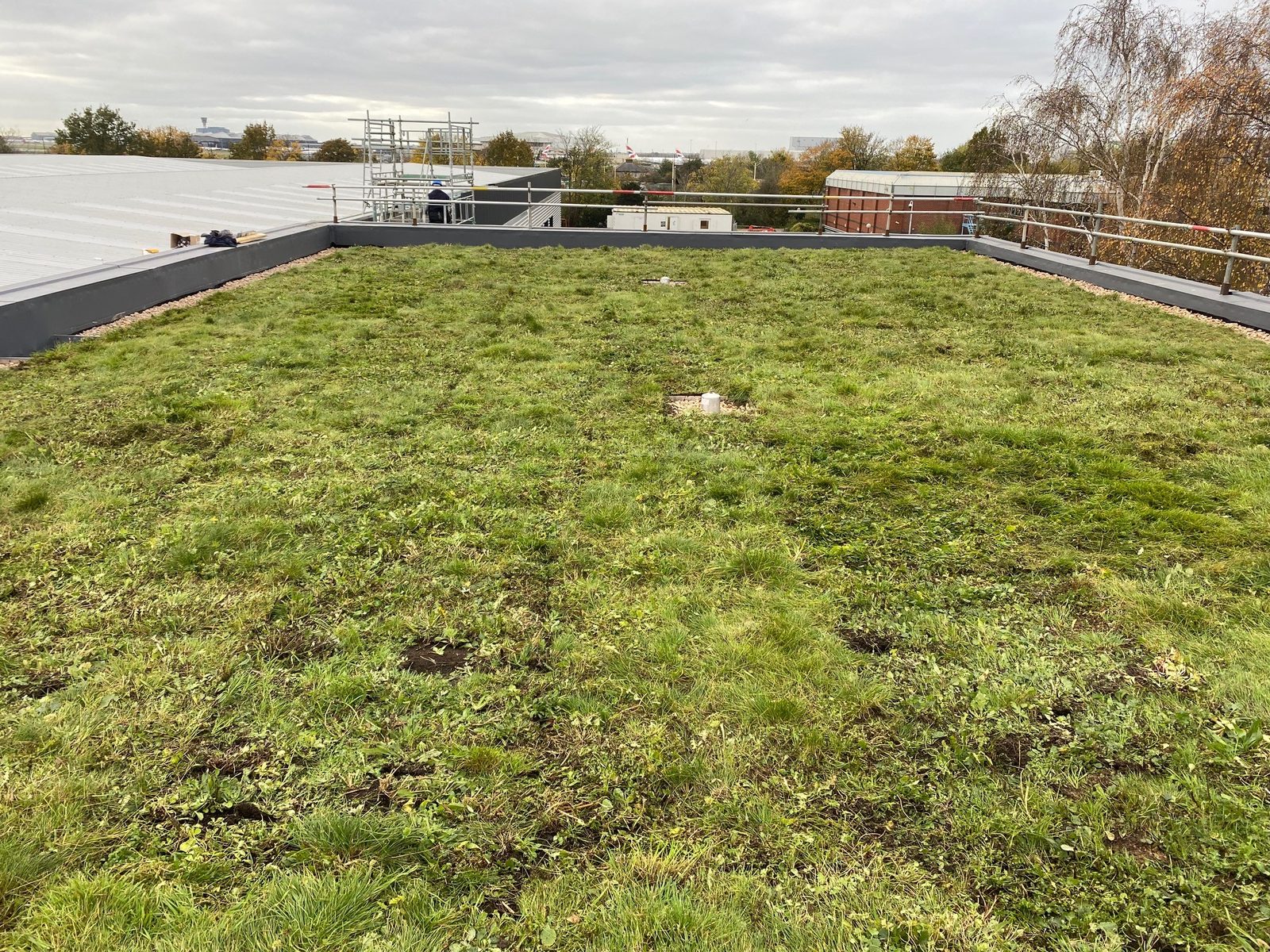 Vegetated green roof beside a single-ply roof